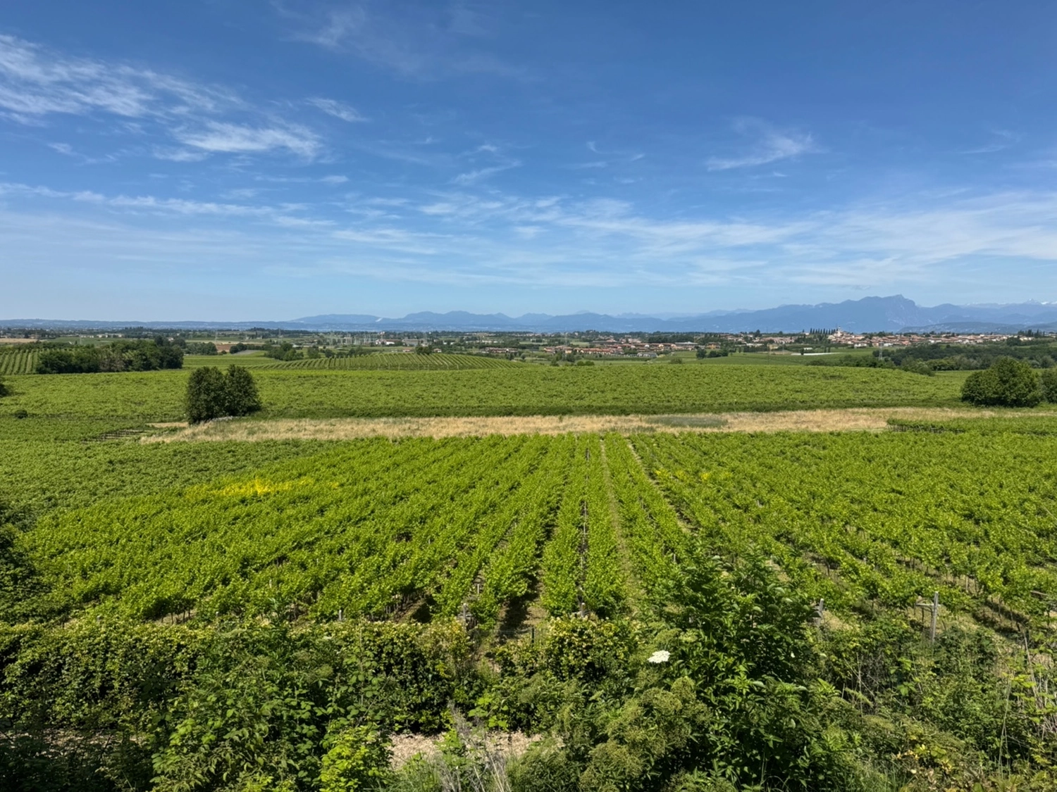 Velenosi - Handelsagentur - Dieses Bild zeigt die Weinberglandschaft des Piemont, Italien, insbesondere in der Region Langhe-Roero und Monferrato.