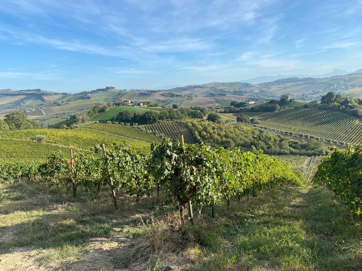 Velenosi - Handelsagentur - Dieses Bild zeigt die Weinberglandschaft des Piemont, Italien, insbesondere in der Region Langhe-Roero und Monferrato.